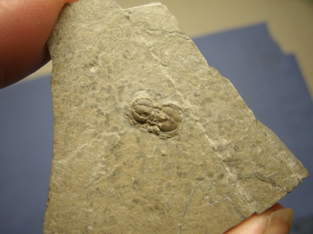 TRILOBITE peronopsis interstricia MILLARD CO UT