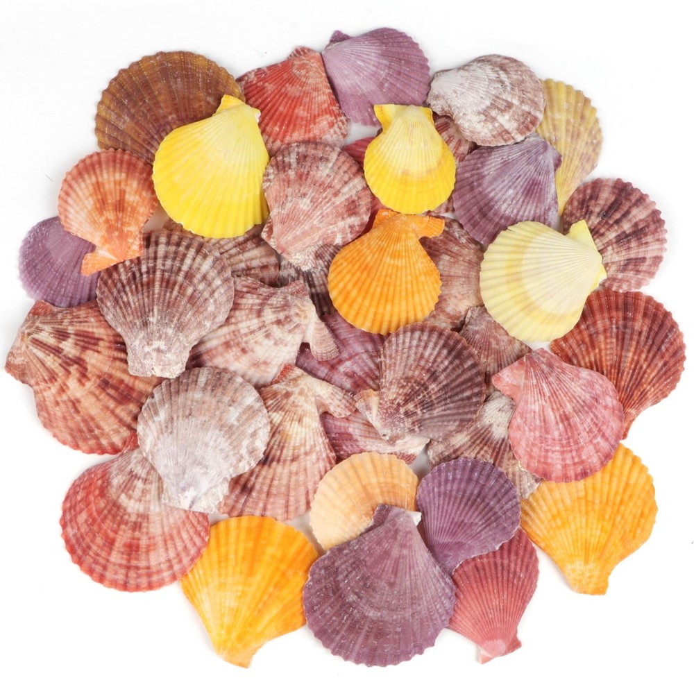 30+ PCS Natural Scallop Shells 1.5"-2.5" Colorful Seashells for Crafts