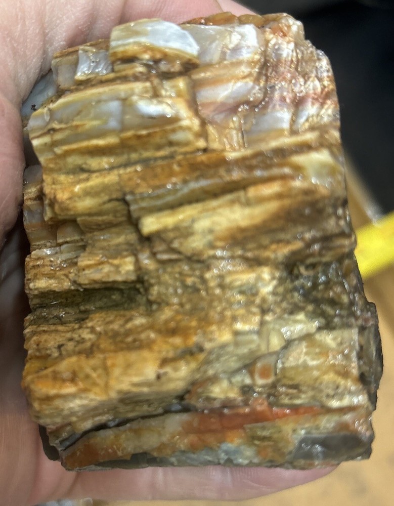 Colorful petrified wood