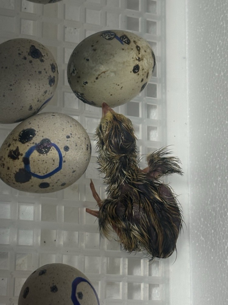 Fertile quail eggs🐣 from farm in texas🇺🇸