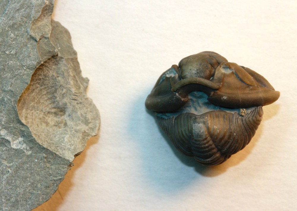 Flexicalymene retrorsa Enrolled Trilobite from Brown County, Ohio