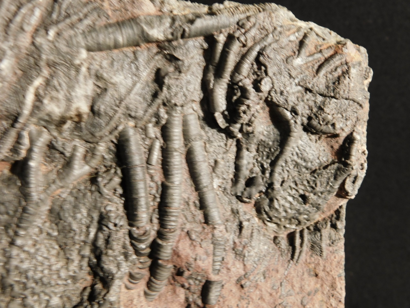 LARGER! 430 Million Year Old! CRINOID Fossil or Sea LILY Fossil Morocco 1221gr