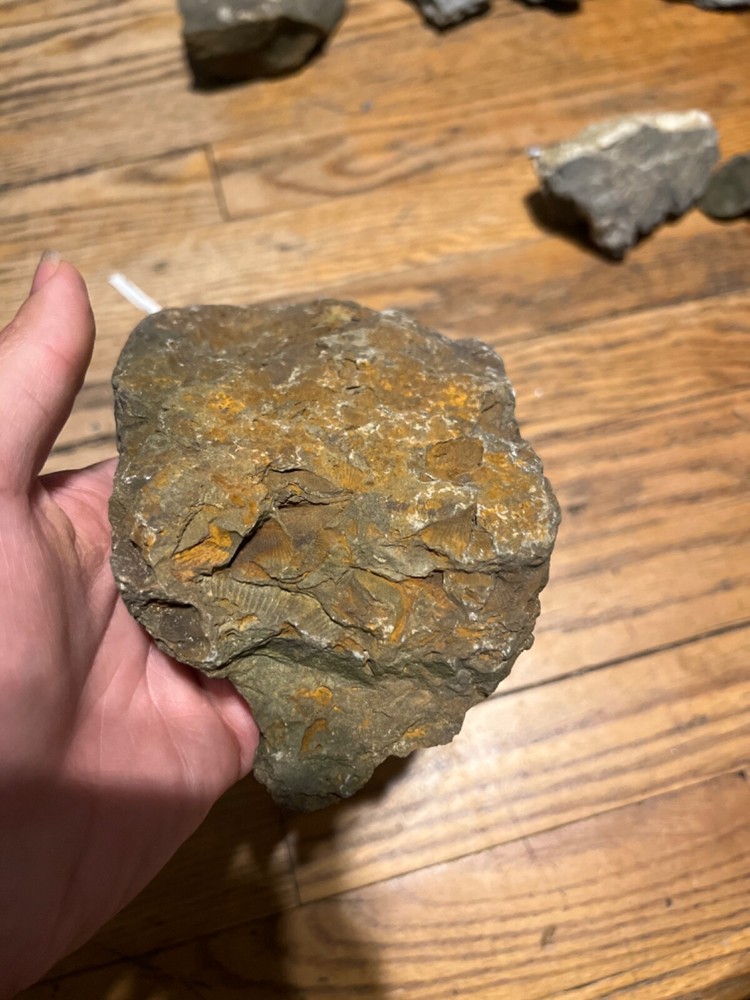 Marine Fossil Rocks