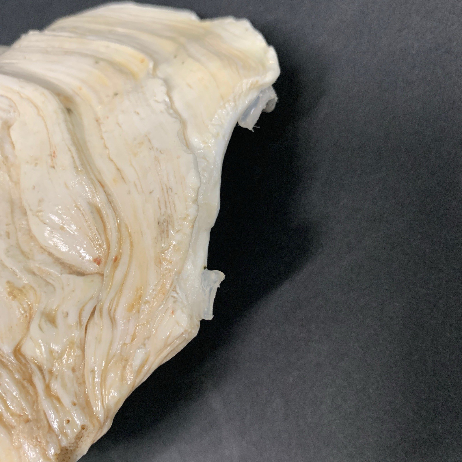 Tridacna Gigas Giant Natural Clam Shell - 11"x 7.5" 3.5lbs *Chipped* Vintage