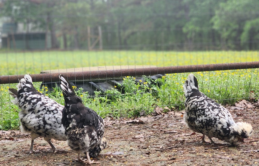 Houdan Mottled Hatching Eggs 6, bearded LF. Npip & Ai Clean