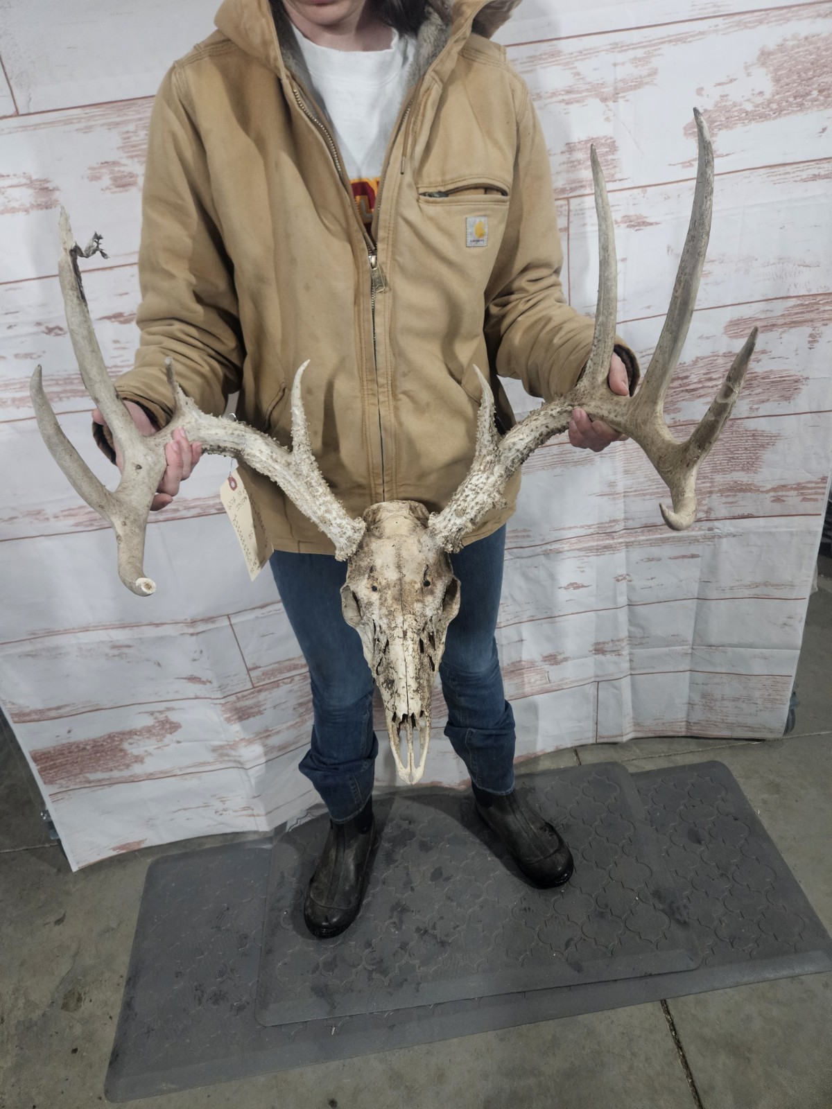 Wild 10 Point Whitetail Deer Antler Rack Horn European Skull Mount Man Cave 155"