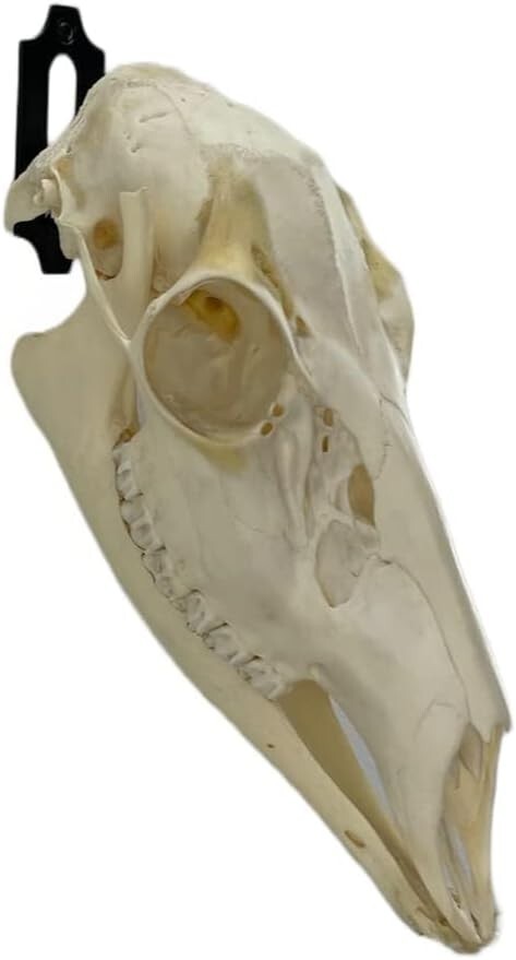 Wall Mount Bracket Skull Hanger Steel Black P911101