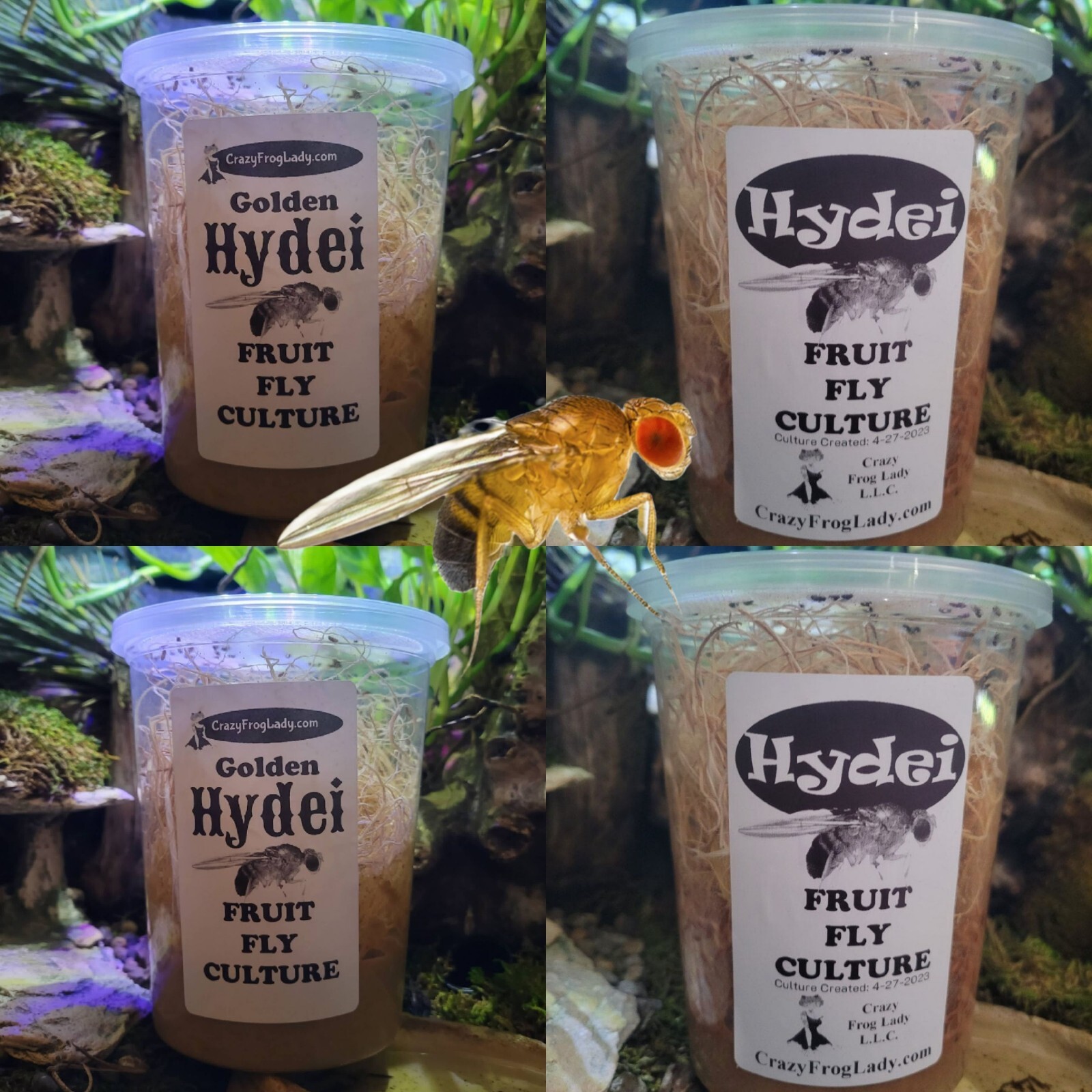 Golden Hydei Fruit Fly Cultures 2 Pack+ 2 Pack of Hydei Total of 4 CULTURES