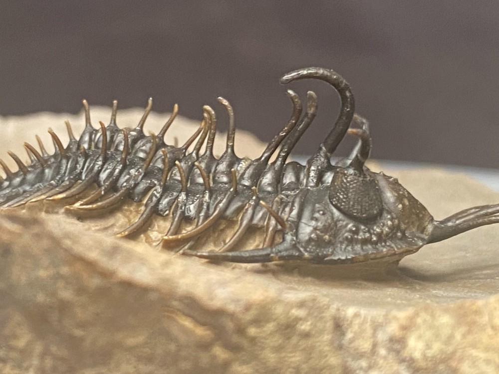 walliserops hammii & phacops