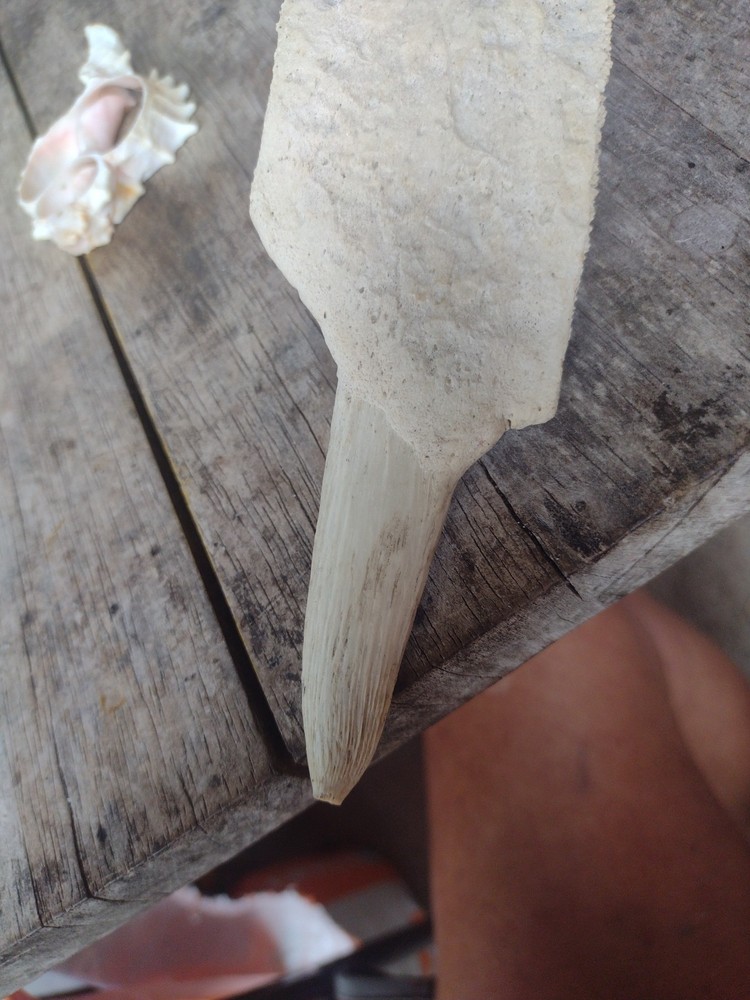 Turtle Bone