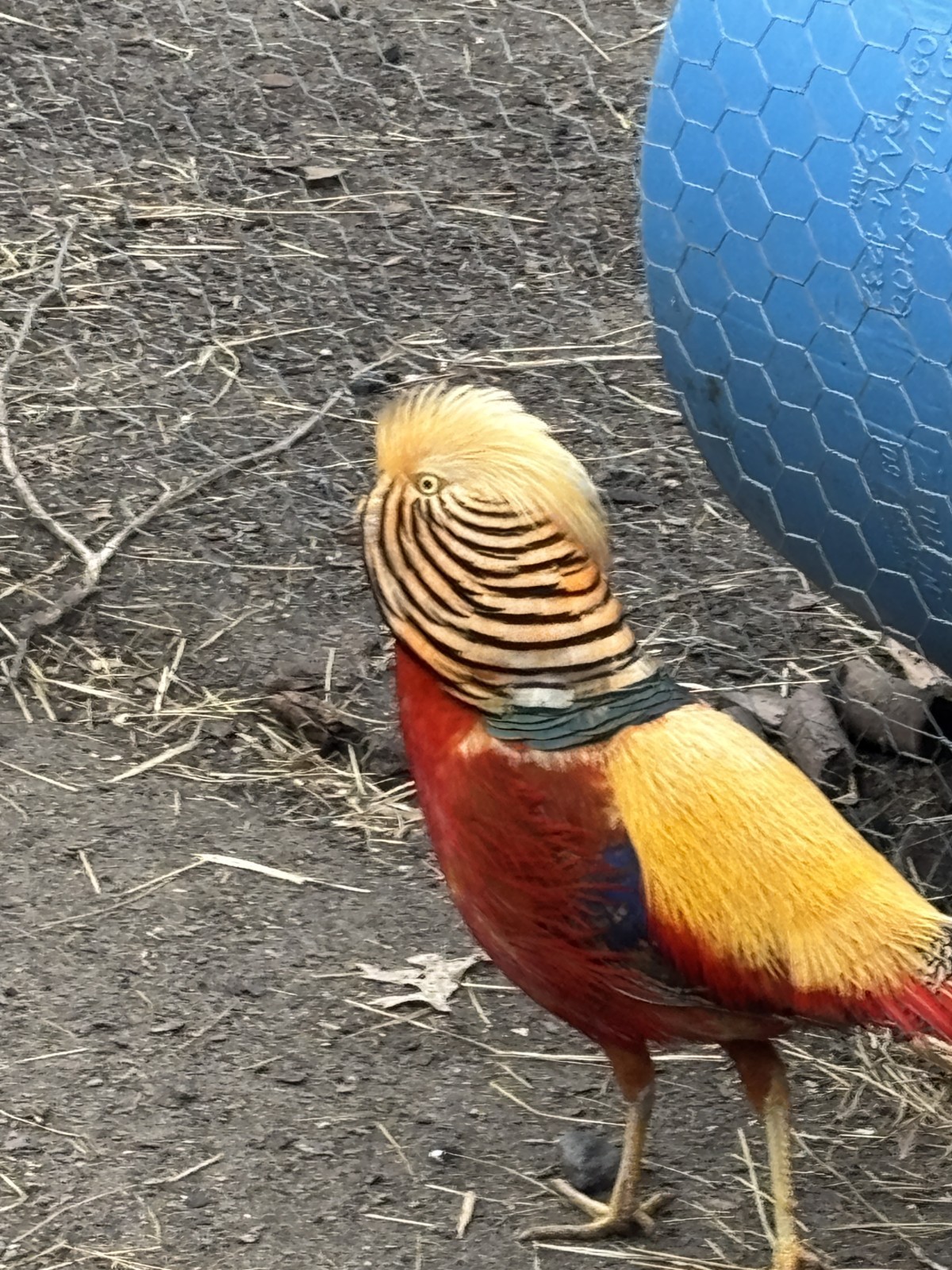 PRE-SALE 6+ Red Golden Pheasant Hatching Eggs NPIP April/May Ship