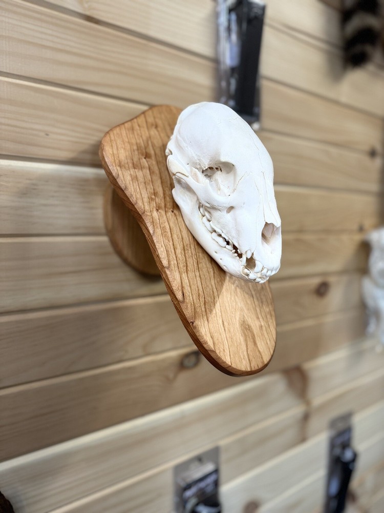 Bear Skull Pedestal