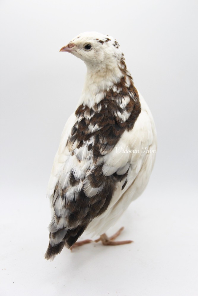 18 Coturnix Quail Hatching Eggs