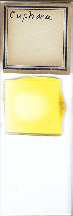Cuphea Pollen Microscope Slide