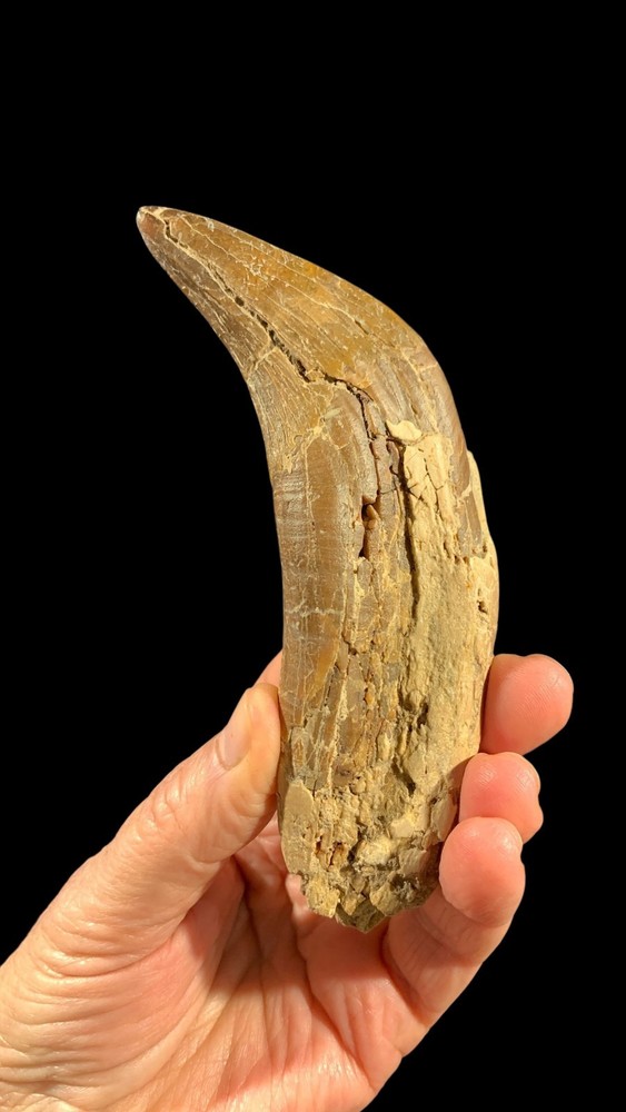 Basilosaurus Tooth
