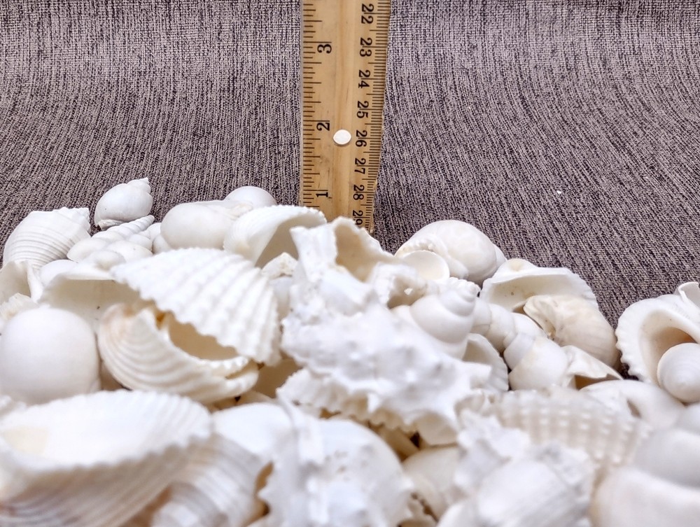 White Seashell Medium Wedding Mix (approx. 1 kilogram 100+ shells 1+ inches)