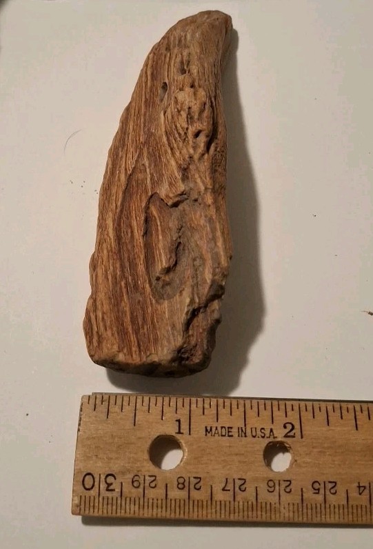 Petrified Driftwood 130g