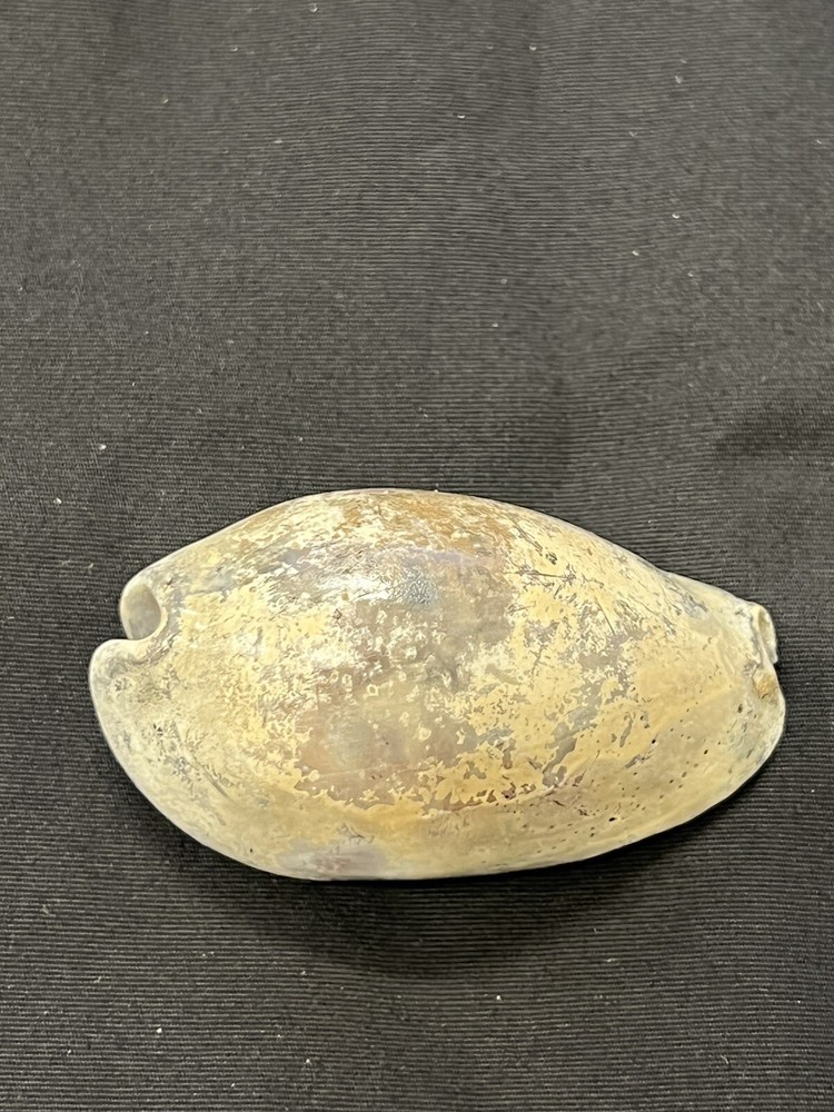 EXTINCT Fossilized COWRIE Shell From Central Florida - Pliocene Era.