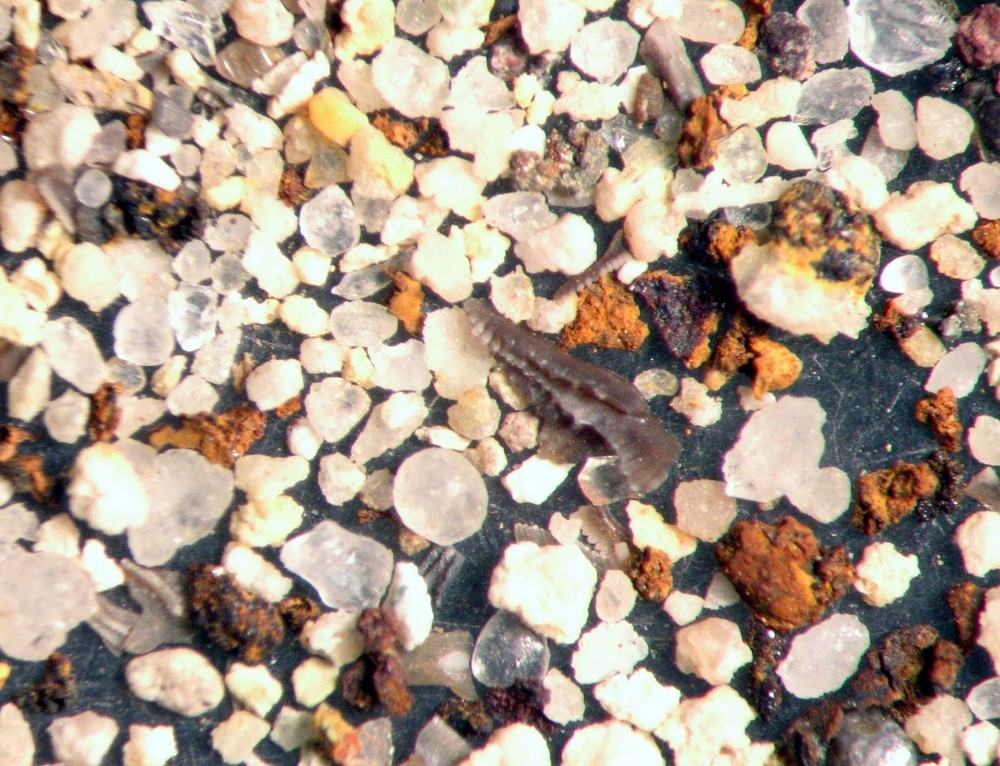 Mississippian Conodont microfossil matrix sample Chappel Limestone Super Rich