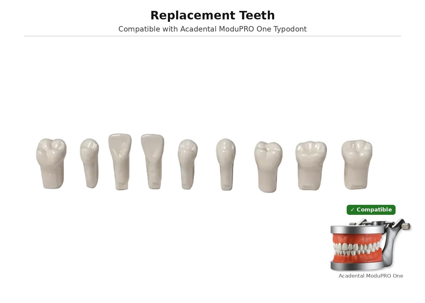Replacement Teeth, Compatible with Acadental ModuPRO One Typodont
