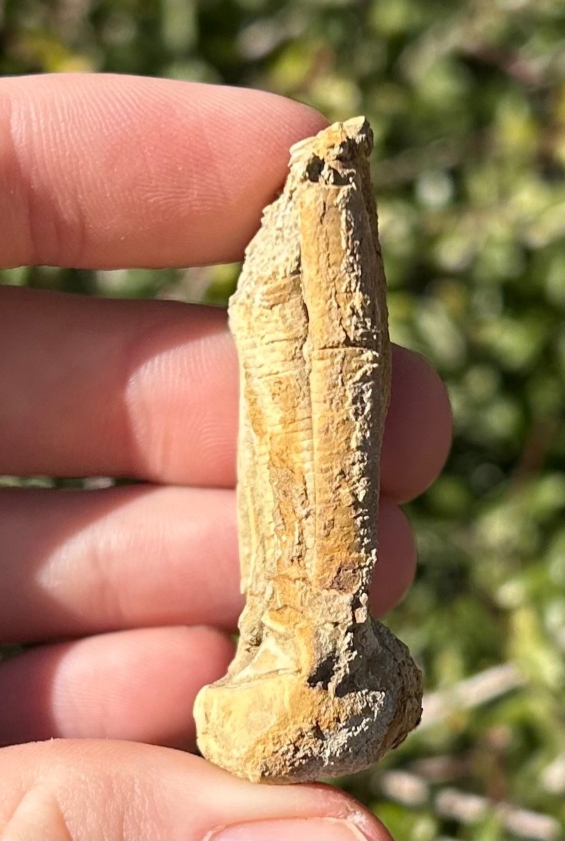 NICE Fossil Crinoid Phanocrinus bellulus Alabama Bangor Limestone Formation