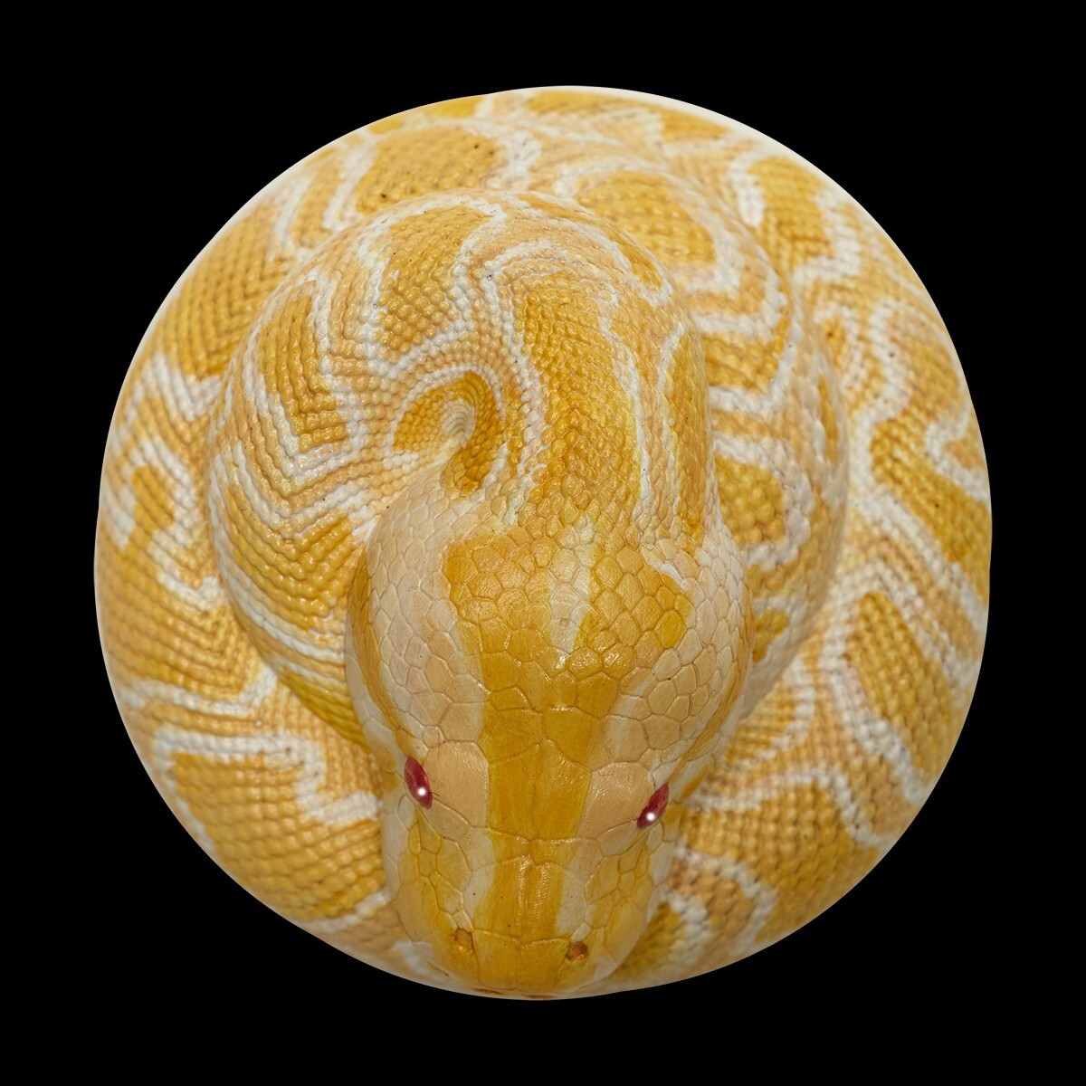 【In-Stock】 Animal Heavenly Body Albino Burmese Python molurus Snake Statue