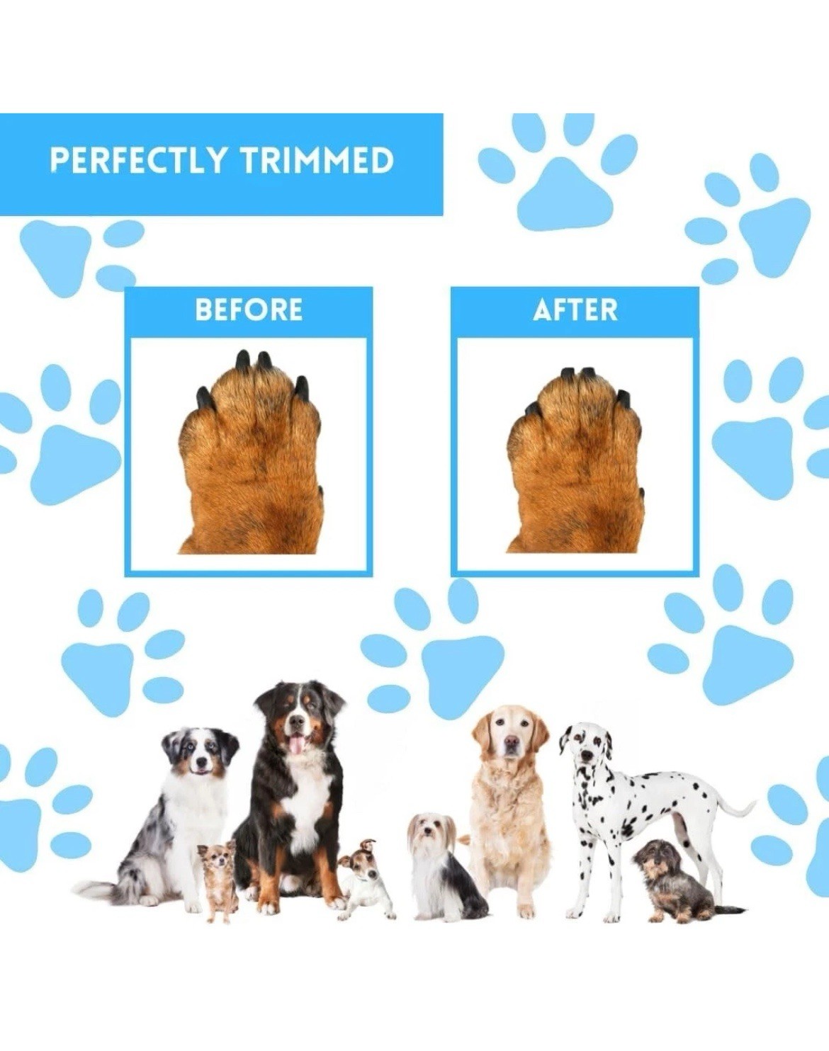 Deluxe Dog Scratch Pad Bundle with Snack Compartment