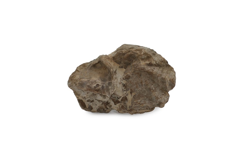 Texas Oyster Fossil