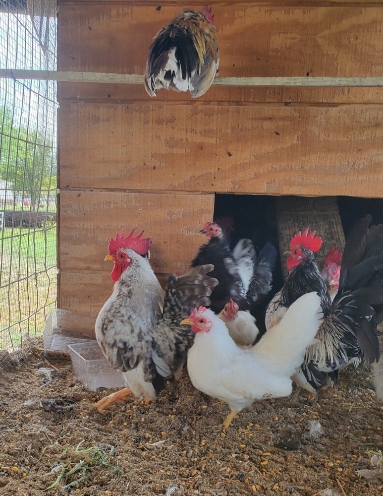 12 Clean Serama Hatching Eggs, Micro, A & B Types / Malay/Trad