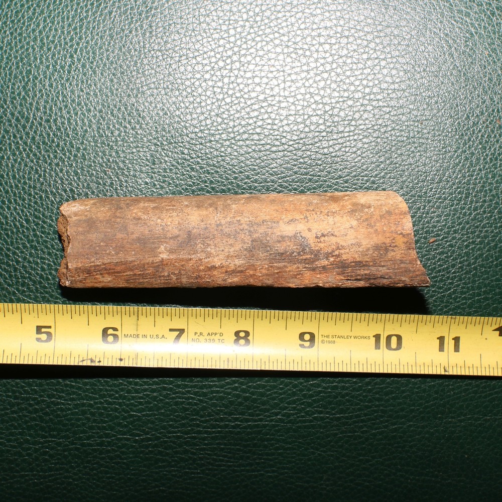 Dinosaur Rib Section Bone Fossil - Authentic - Hell Creek Formation - Gorgeous