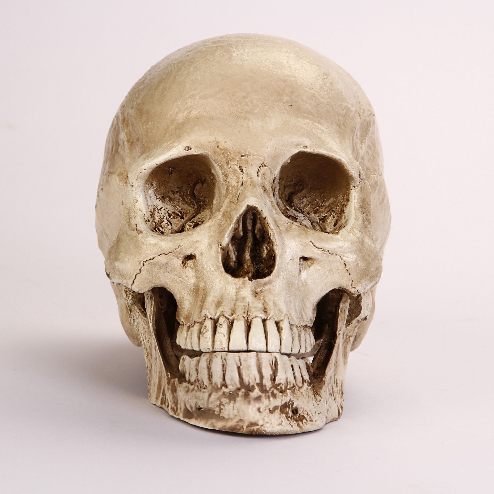 Resin Replica 1:1 Life Human Anatomy Skull Collectable Bar Decoration Teaching