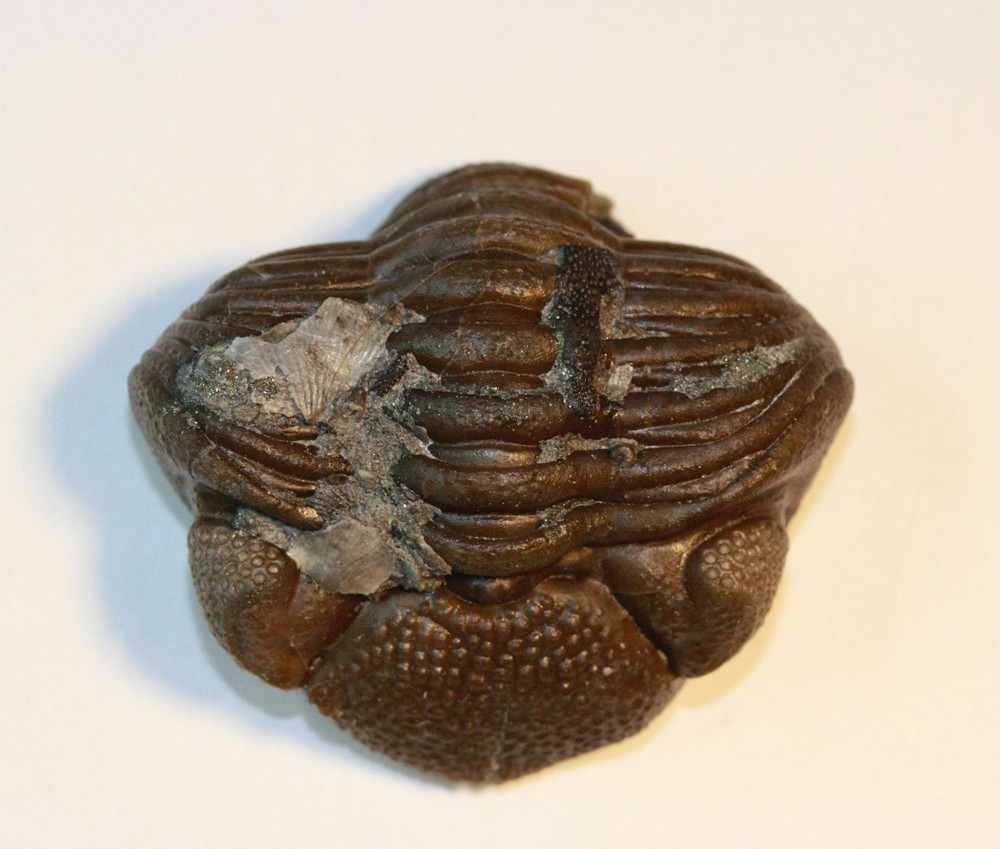 Eldredgeops rana from Paulding, Ohio