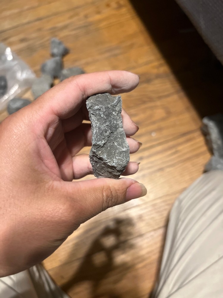 fossil rocks marine creatures