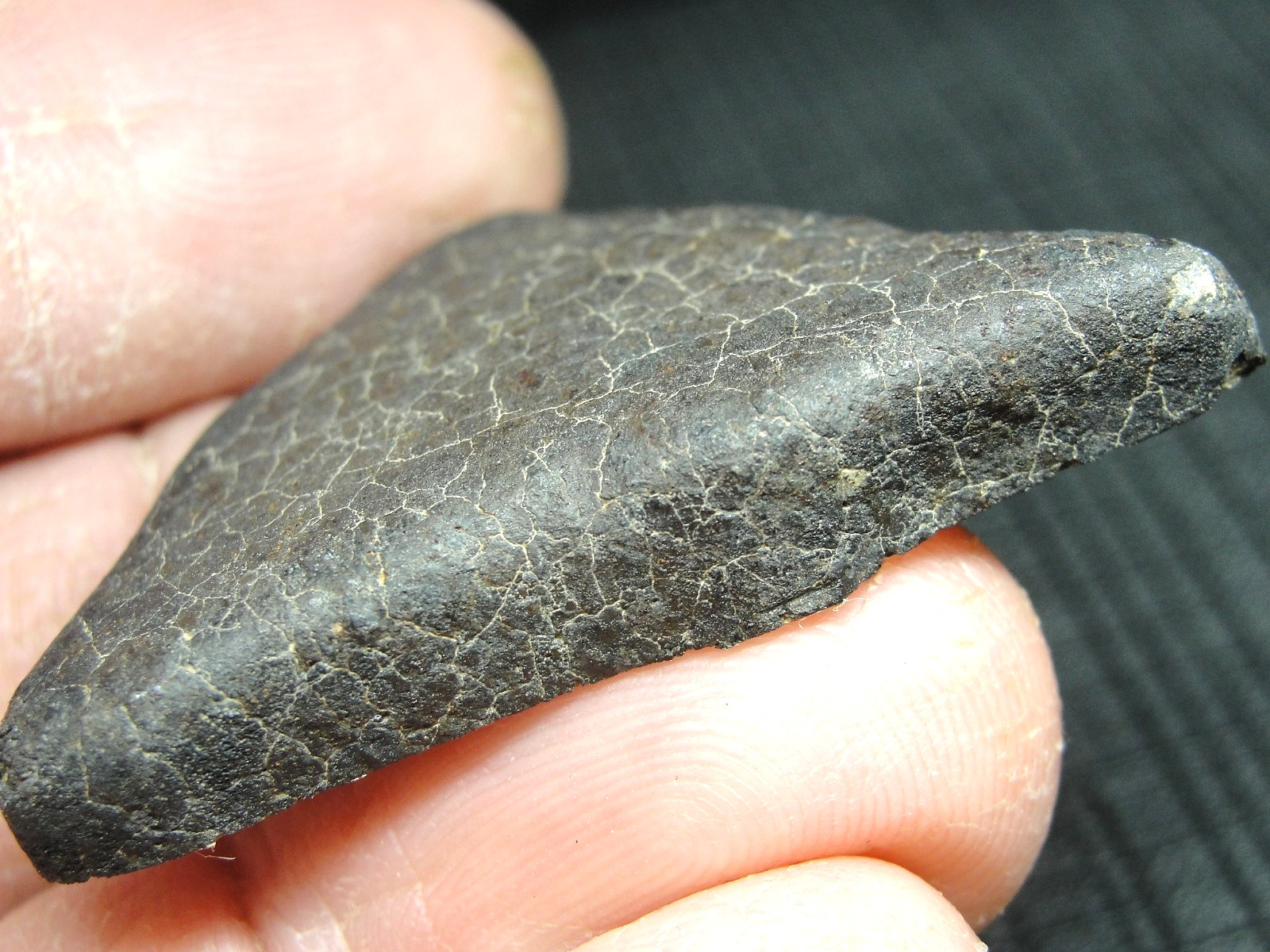 Ghadamis - HAH-346 - Libya 2019 - GAD-0384 - 13.49g - COA - Fusion Crust End Cut