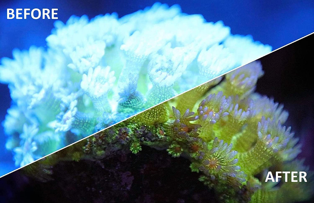 UV Coral Viewing Glasses