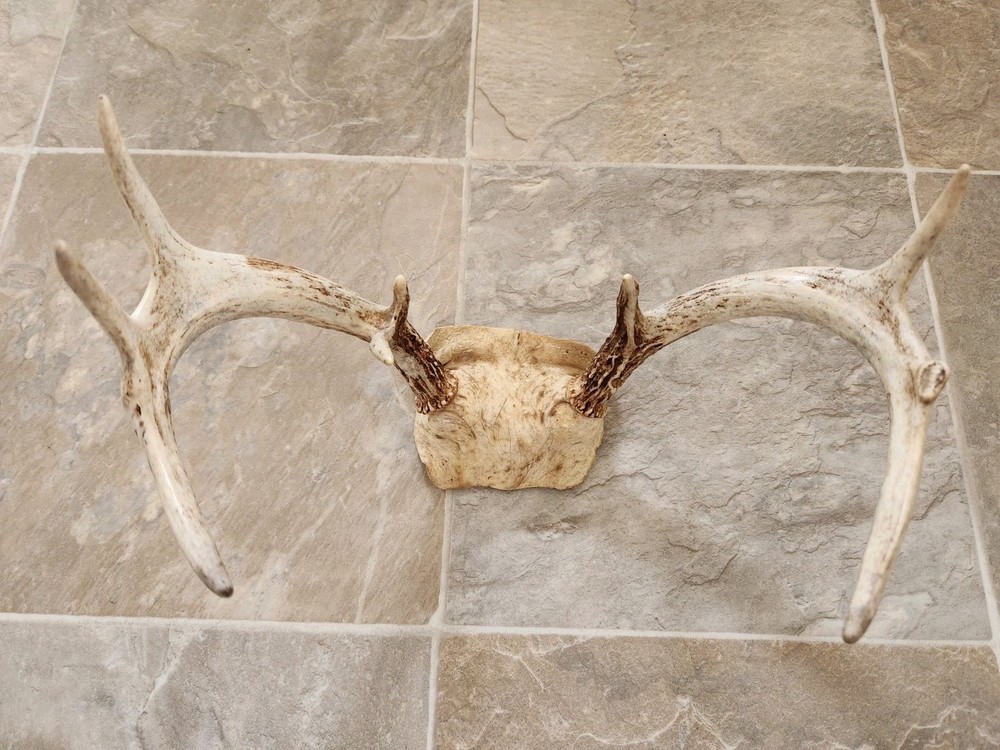 8 Point White Tail Deer Antlers Skull Cap
