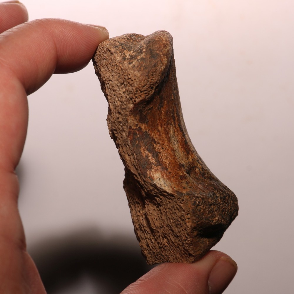 Dinosaur Vertebra Partial - Nice Sized - Hell Creek Formation CRETACEOUS Great