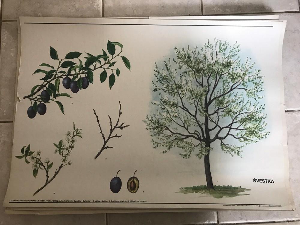 Original vintage pull down school chart of tree Plum