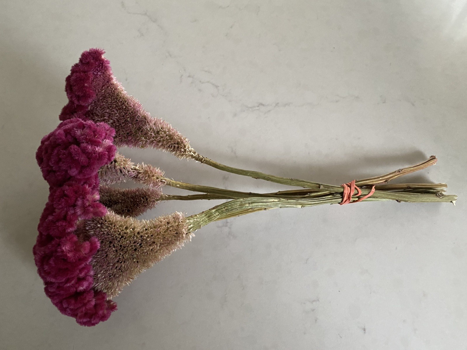 COCKSCOMB Celosia DRIED FLOWERS Bunch BOUQUET Bundle Wedding ++ Assorted