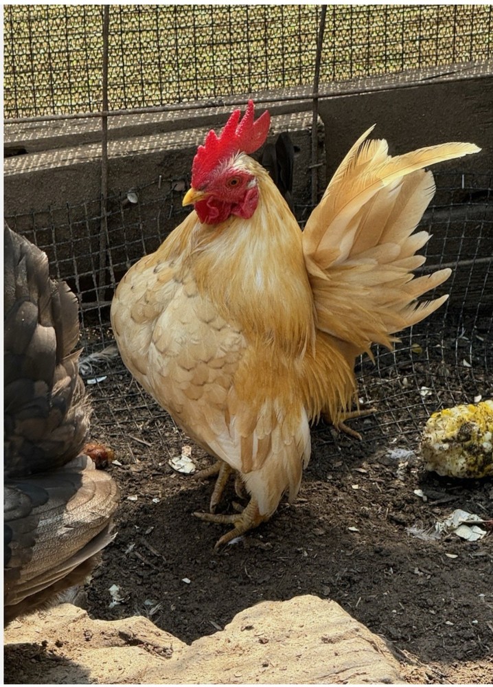 12+ 2 small Quality Serama Chicken Hatching Eggs