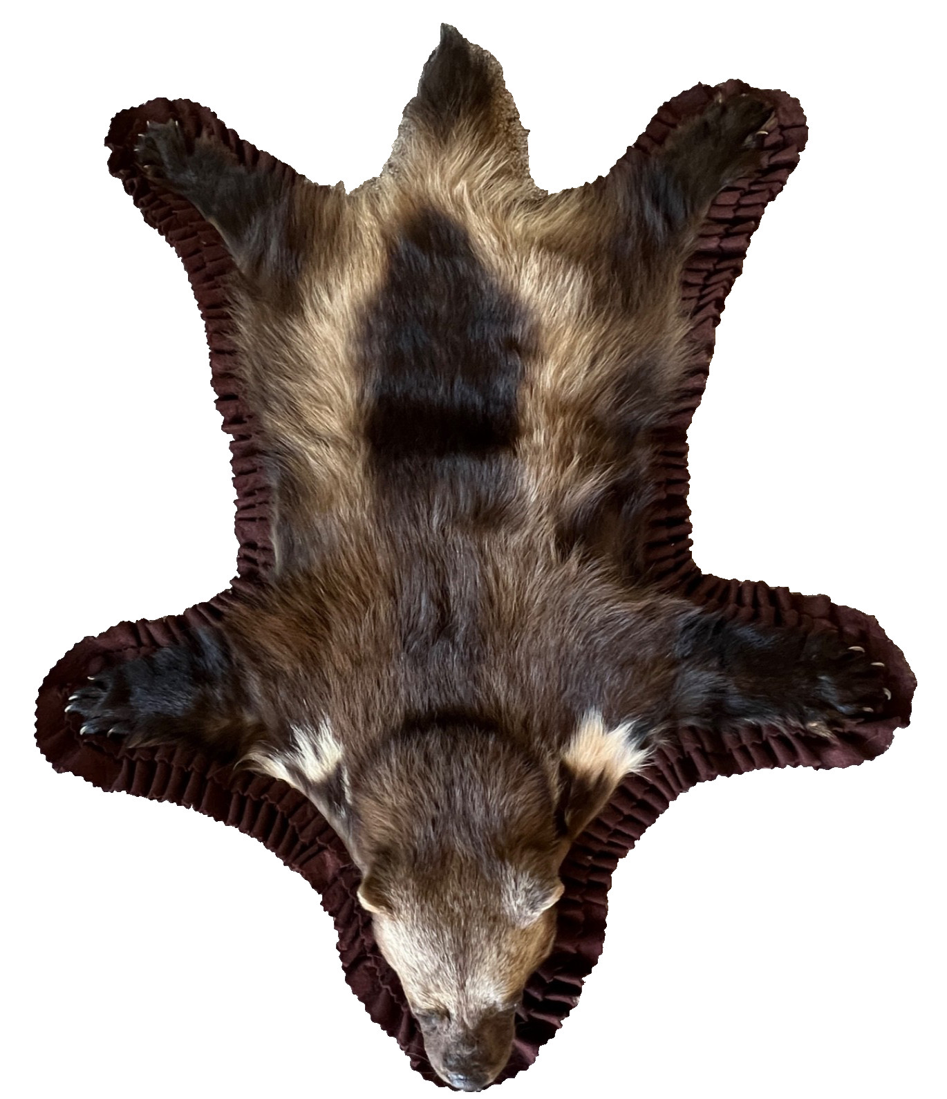 WOLVERINE Full Skin Rug Mount CANADA - Alaska Taxidermy Open Mouth Vintage