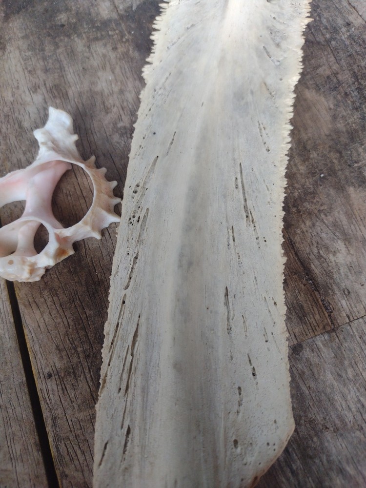Turtle Bone