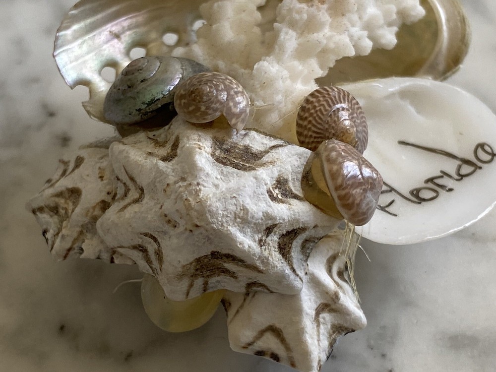 Florida Beach magnet coral shells seashell Sea Shell