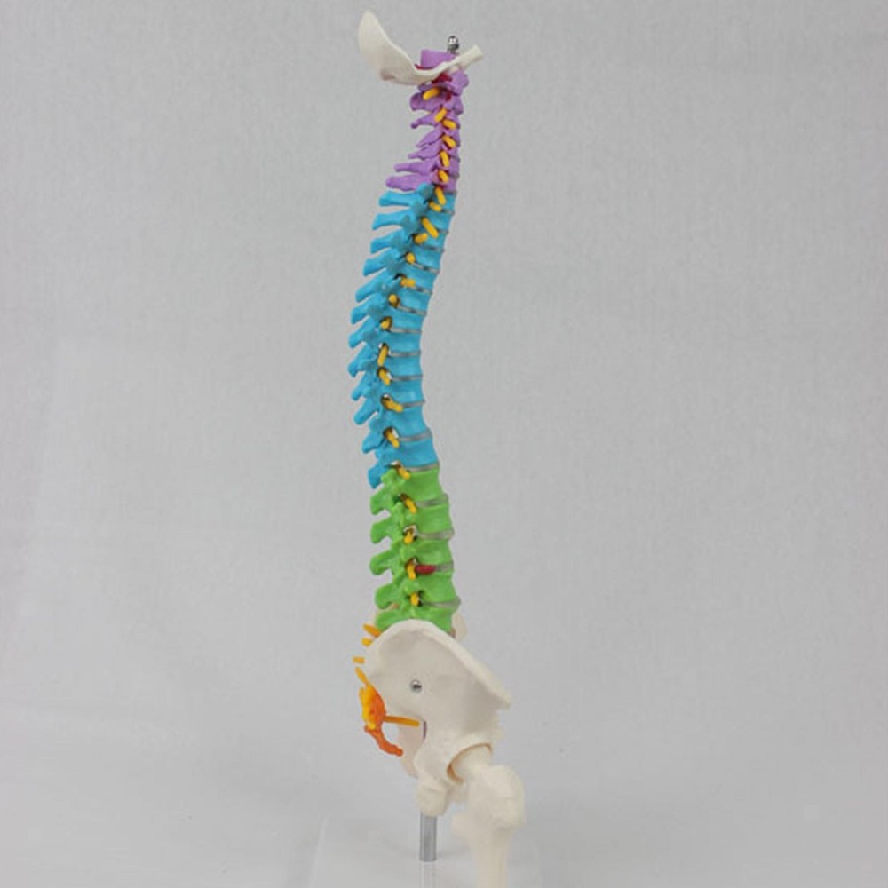 Human Spine Model Skeleton Model Anatomical Model