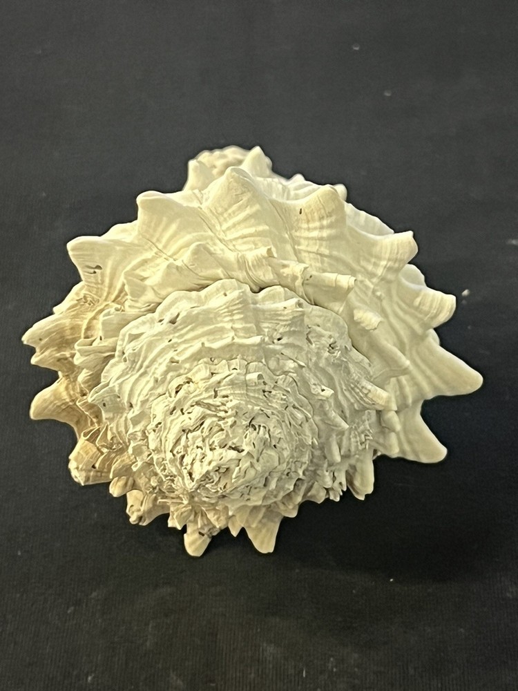 EXTINCT Fossilized VASE Shell From Central Florida, Pliocene Era.