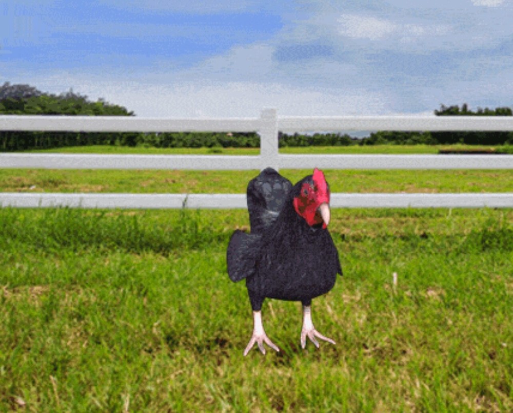 cellufun mobilepet black rooster
