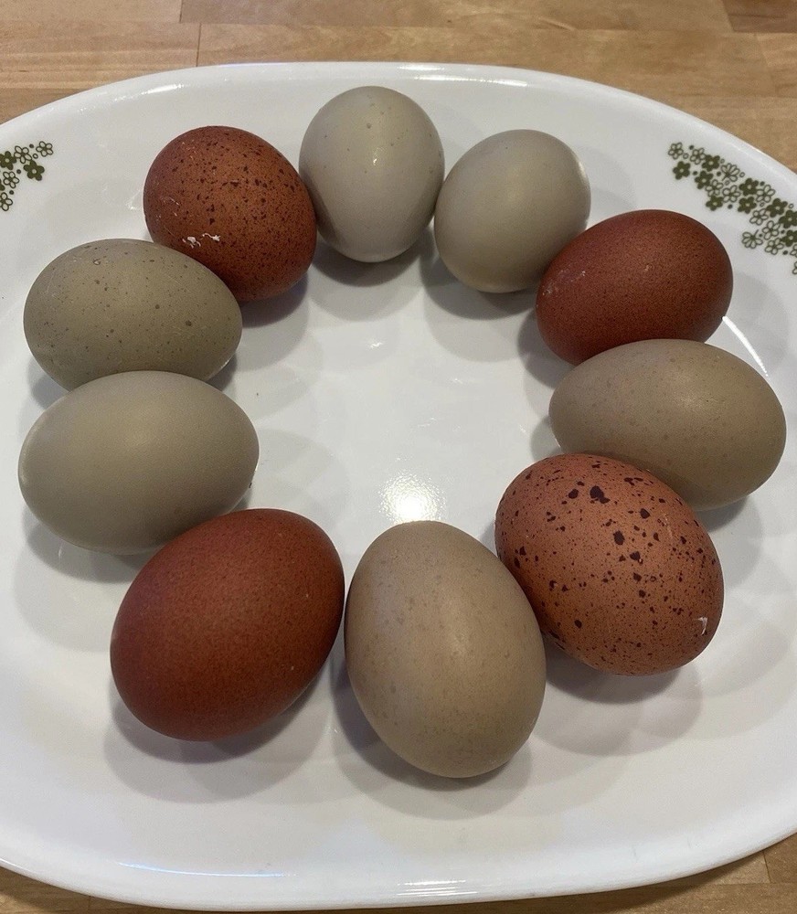 12 Welsummer X Green queen hatching eggs
