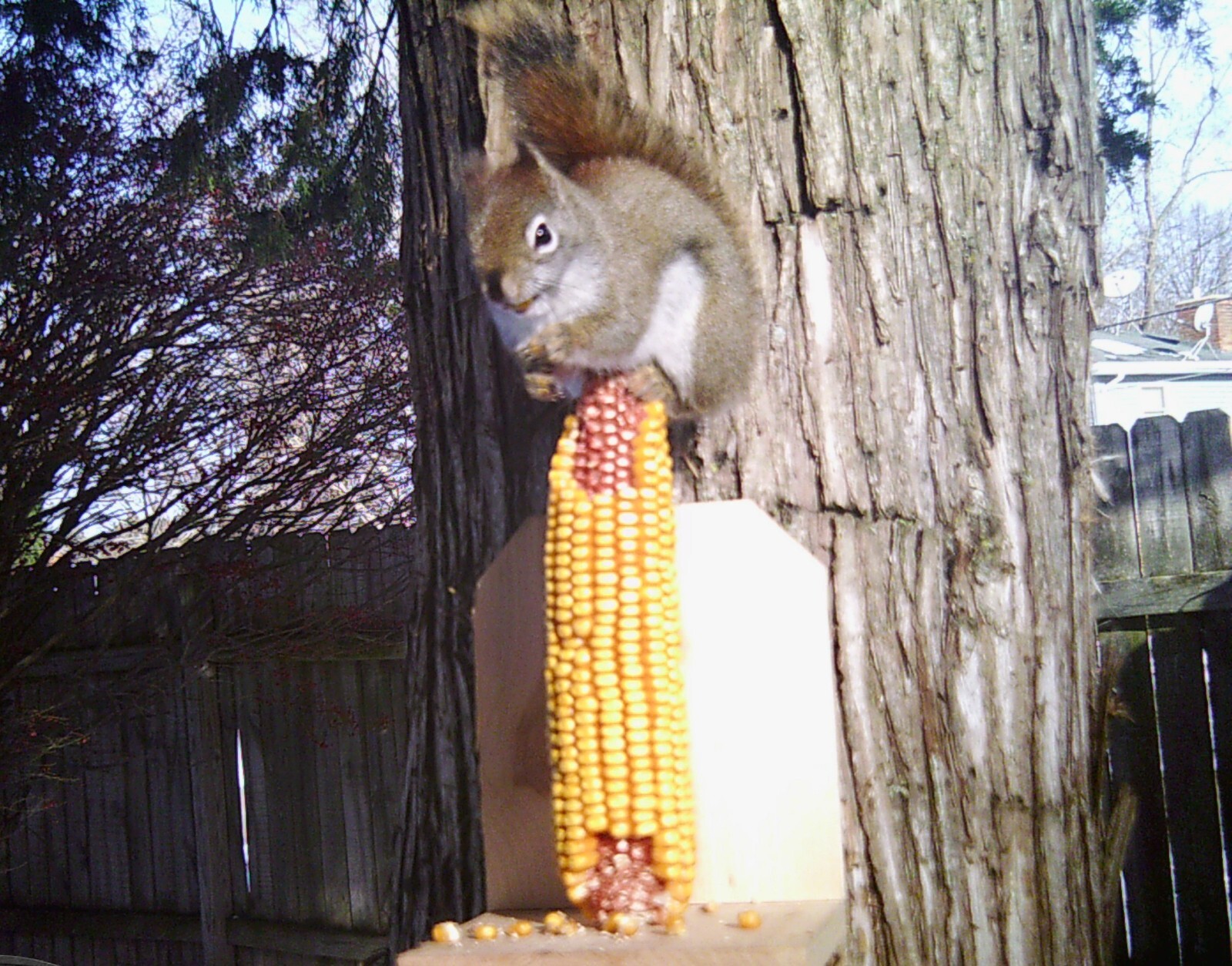 Corn on the Cob Squirrel, Bird, Rabbit, Feed 18 lb just harvested