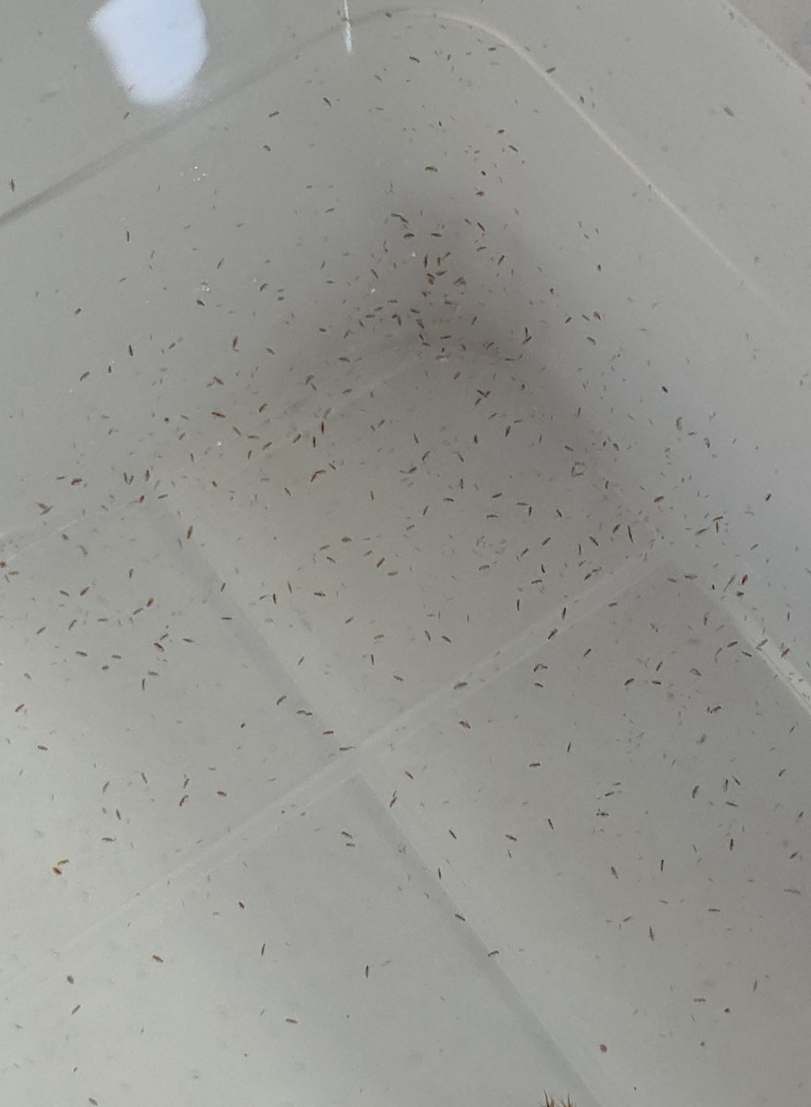 1000 #LIVE MOINA + DAPHNIA + FREE + 2gr food Starter Culture + Free SHIPPING