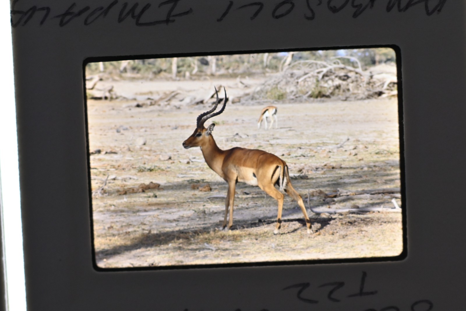 Vintage 1986 Kenya Safari Slides 120 Lot Wildlife Tribal Photo